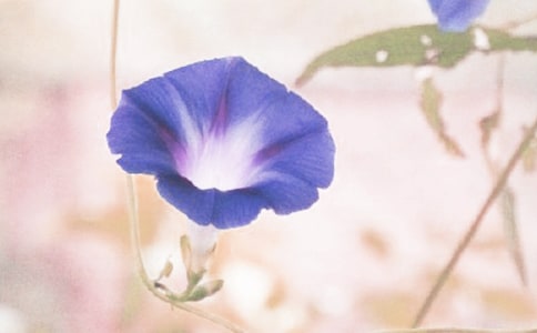 葫芦和牵牛花小学生作文