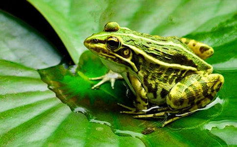 关于青蛙作文的小学生五年级作文