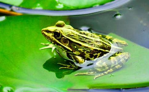 青蛙申冤小学三年级作文