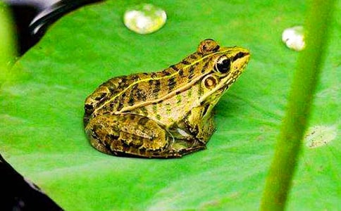 青蛙,对不起六年级作文650字