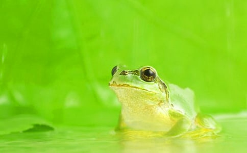 三年级保护青蛙作文