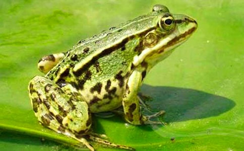 青蛙的哭诉六年级作文700字