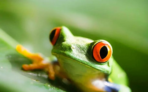 请爱惜青蛙四年级作文