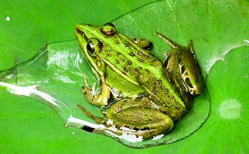 一只青蛙的自述小学五年级作文