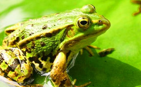 田鼠与青蛙四年级作文