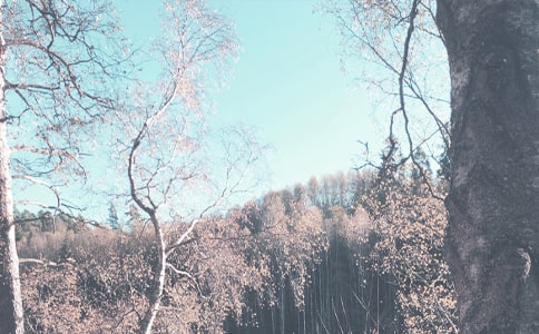 独特的秋季五年级作文