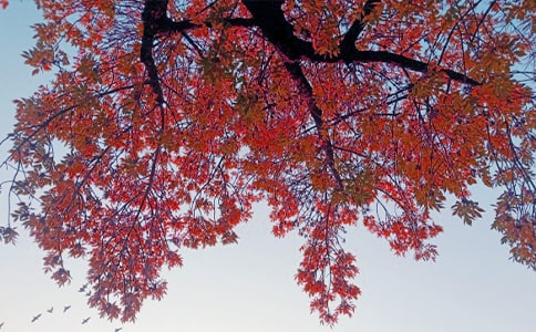 某个秋日把心释怀初三作文750字