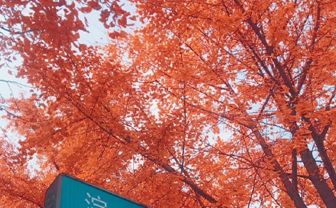 秋日絮语六年级作文