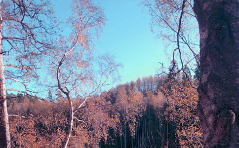 秋日梧桐老人初二作文