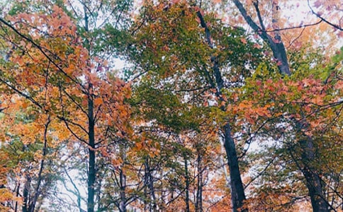 秋日初二作文600字