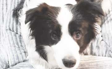 怎么画小狗简笔画