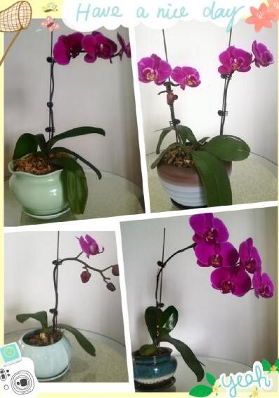 蝴蝶兰
