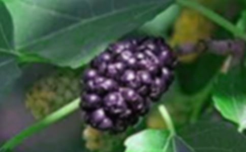 春天的桑果园作文