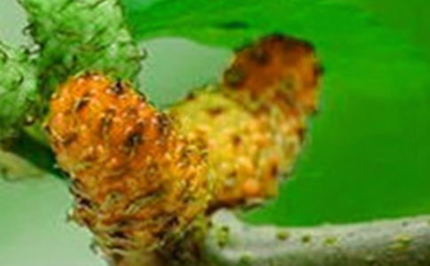 摘桑果初一优秀作文