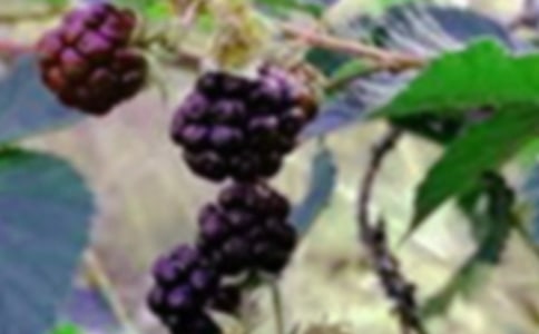 梦里山乡桑果微微笑小学作文