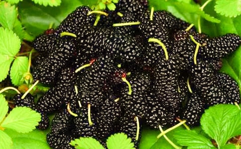 摘桑葚五年级作文