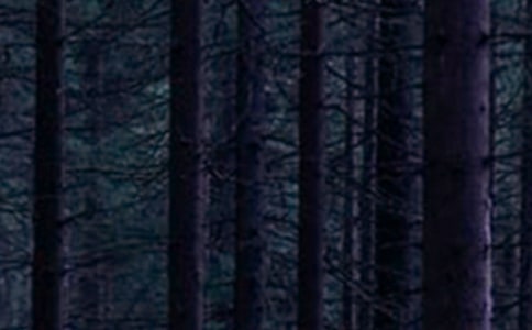 森林防火九年级作文(精选12篇)