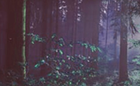 美丽的森林看图作文