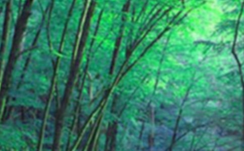 森林环保大会童话故事优秀作文400字