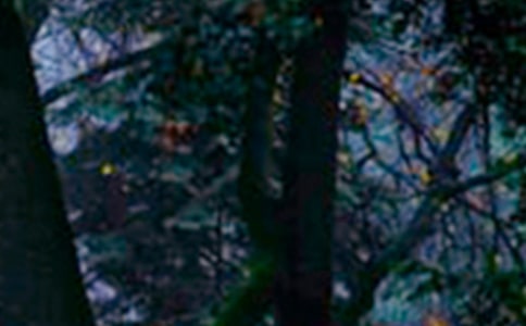 森林里的环保小卫士500字作文