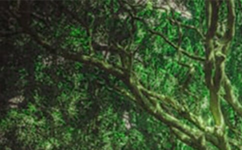 关于爱护森林的小学生环保作文300字