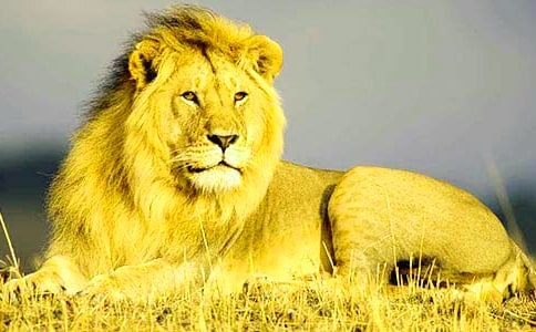 小狮子历险记六年级作文