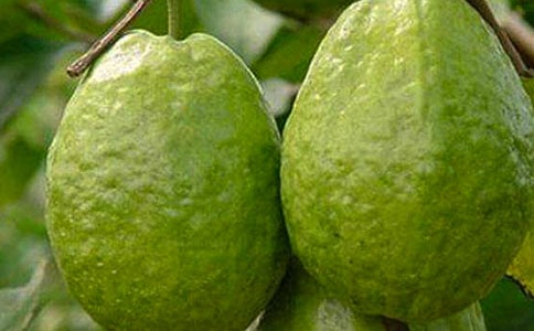 石榴种子旅行记六年级作文