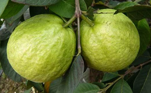 开箱验取石榴裙