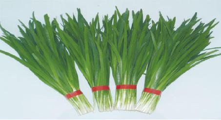 又到韭菜葱绿时