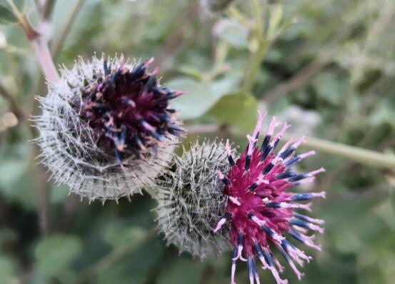 午睡中梦见母亲