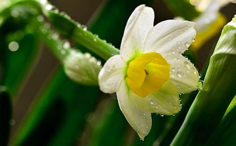 美丽的白水仙瀑四年级作文