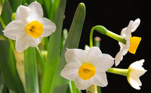 水仙的启示五年级作文400字