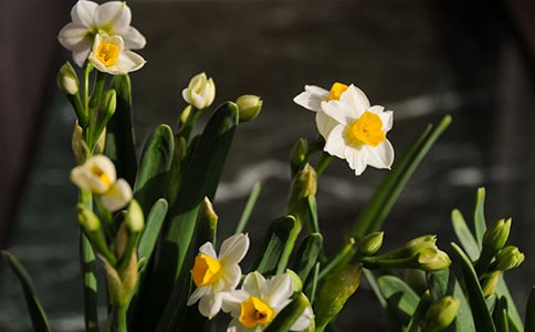 水仙终于开花了初二作文