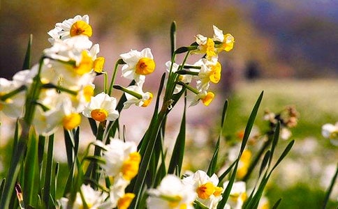 做一朵洁白的水仙花优秀作文