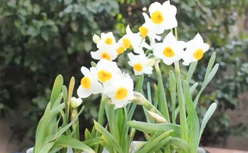 我家的水仙花作文750字