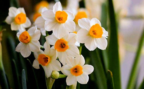 窗前那株水仙花作文范文