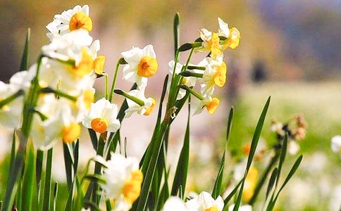 我心中的水仙花作文750字