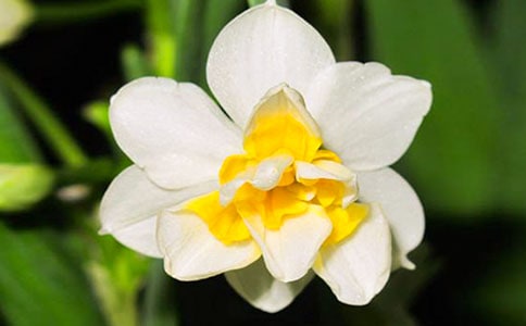 种水仙花二年级作文