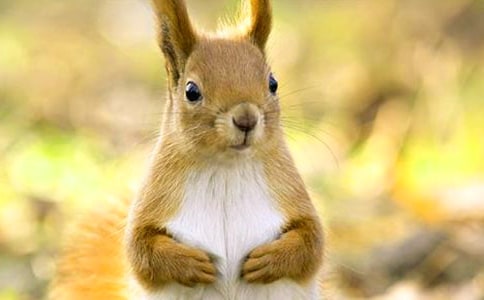 一年级小兔和小松鼠作文