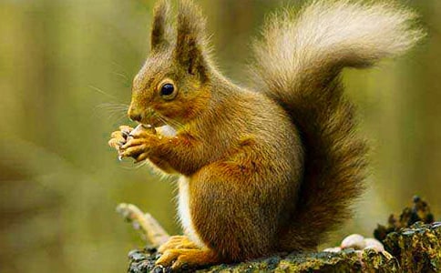 可爱的小松鼠二年级作文