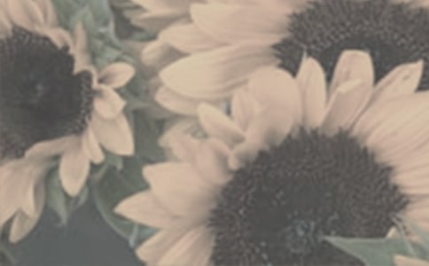 女孩儿，阳光下的太阳花作文