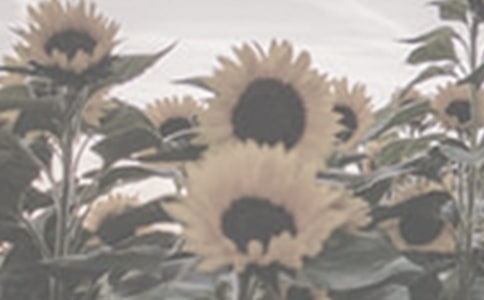 美丽的太阳花作文(13篇)