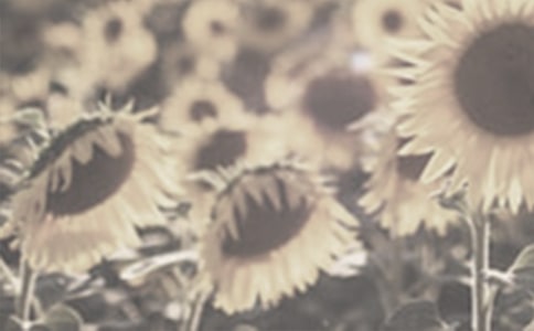 描写太阳花的作文800字