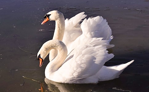 和天鹅一起逃跑六年级作文