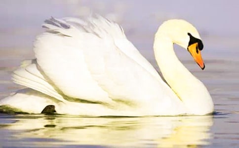 天鹅总会展开翅膀初三作文