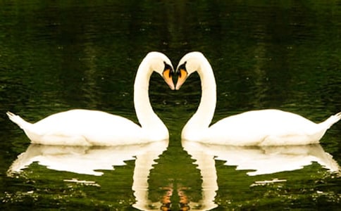 天鹅的翅膀小学生作文