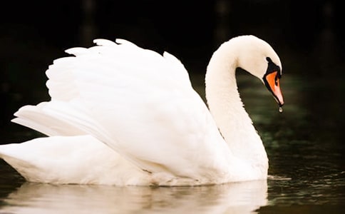 旋转的白天鹅初二作文