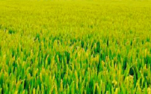 田野秋色小学生作文