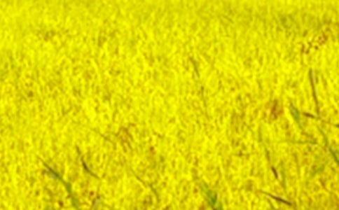 油菜花开的田野初一作文650字