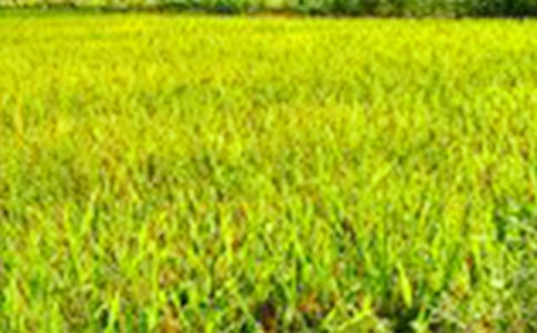 美丽的田野的作文